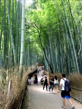 In some places — like this bamboo grove in the Arashiyama district west of Kyoto, Japan — travelers need to be aware that mosquitoes may be present. Photo by Mark Gallo